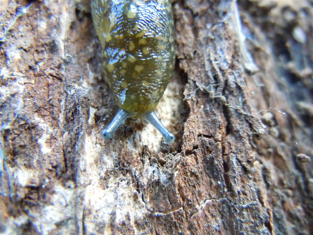 Limacus flavus sotto corteccia (NA)